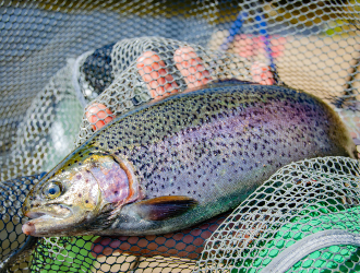 Trout. Salt as a driver of flavour and trout sushi